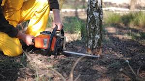 How Our Tree Care Process Works  in  Meadow Vista, CA